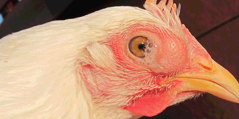 Nguyên nhân dẫn đến bệnh bọt trắng ở gà là gì?