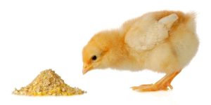 Thức ăn tự làm cho gà mới nở sẽ đảm bảo an toàn và vệ sinh hơn