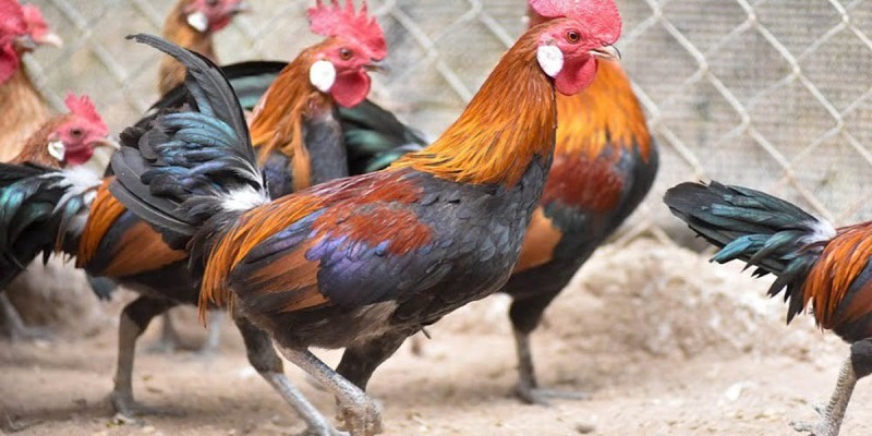 Một số dấu hiệu giúp nhận biết gà bị giun sán - Thuốc Tẩy Giun Tự Chế 