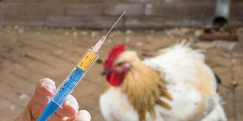 Nên chăm sóc gà theo chế độ hợp lý - vắc xin gà mới đẻ
