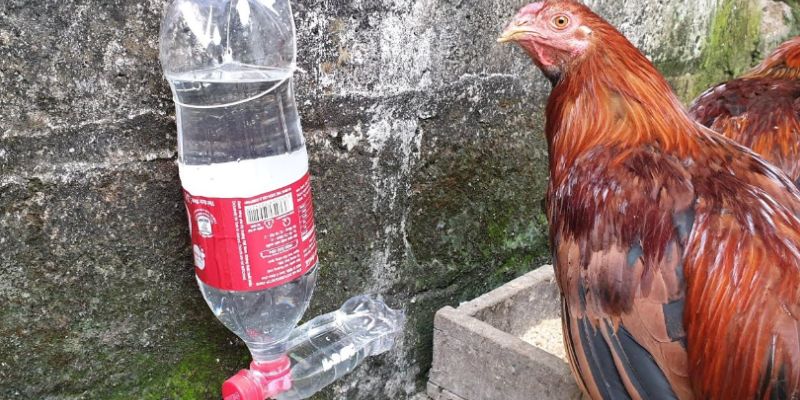 Tại sao cần biết cách giữ nước cho gà?